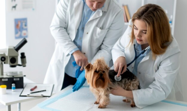 Veterinari nel loro studio medico (Foto Archivio)