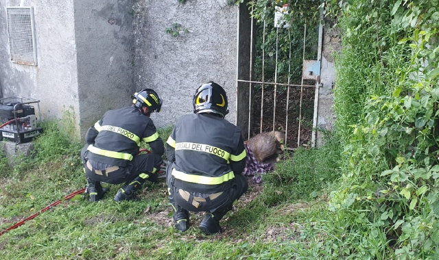 Il cervo salvato dai vigili del fuoco a Luino