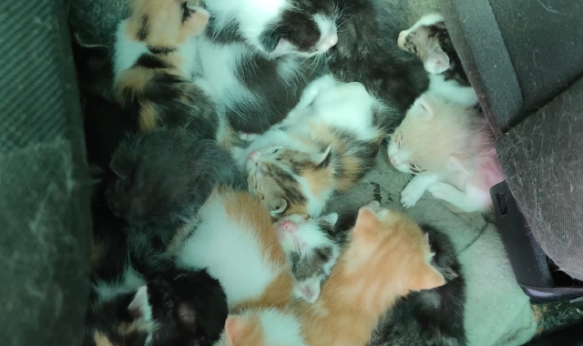 Cucciolata in pericolo, salvati venti gattini a Olgiate Olona