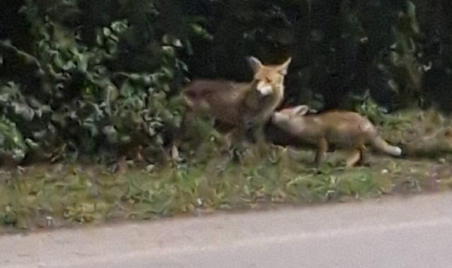 Due delle volpi che  ogni giorno vengono avvistate ai margini di viale Borri: una di loro è purtroppo stata uccisa da un’auto di passaggio nelle scorse settimane