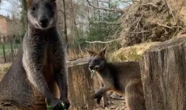 Due dei wallaby che vivono nell’Oasi Faunistico di Agrate Conturbia insieme all’animale scomparso da giorni