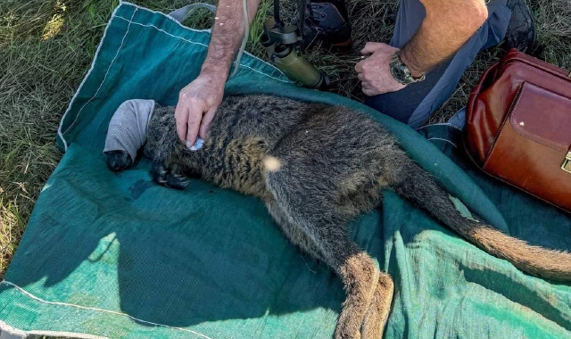 Canguro ritrovato, sollievo ad Agrate Conturbia