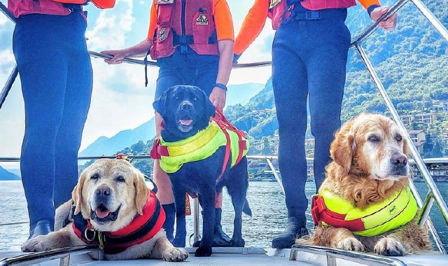 Lago Ceresio, arrivano i cani bagnino