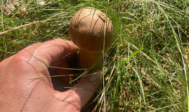 Un porcino trovato la mattina di martedì 23 luglio nei boschi di Brinzio (foto Redazione)