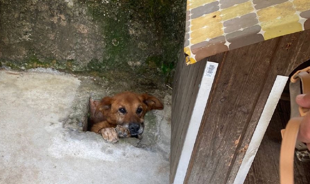 Il cagnolino incastrato nel canale di scolo