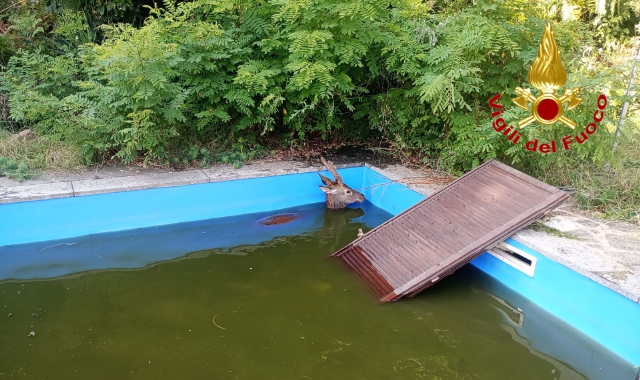 Il cervo bloccato all’interno della piscina