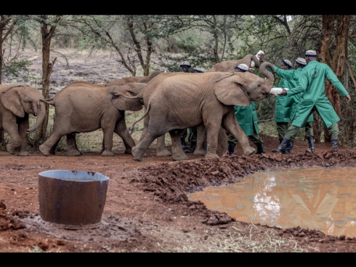 Lo Zimbabwe abbatterà 200 elefanti a causa della carenza di cibo