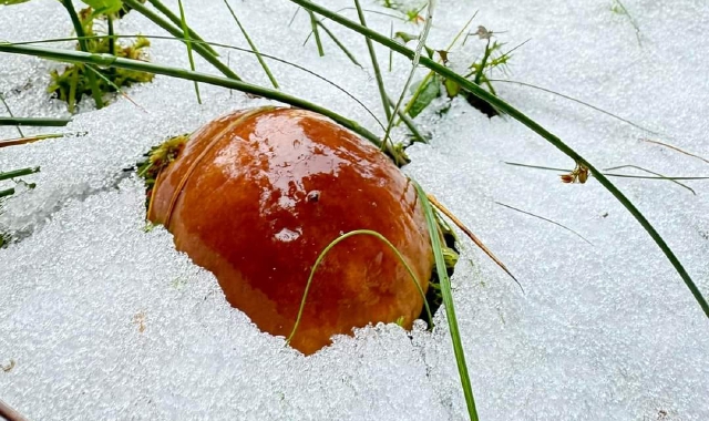 Funghi sotto la neve al Passo del Lucomagno