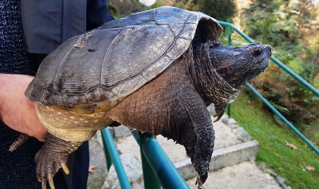 Una tartaruga di terra ha scatenato l’aggressione a Bosto (foto Archivio)